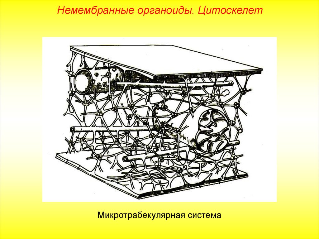 Цитоскелет строение. Цитоскелет гиалоплазмы. Цитоскелет это двумембранный органоид. Гиалоплазма и цитоскелет. Строение цитоскелета рисунок.