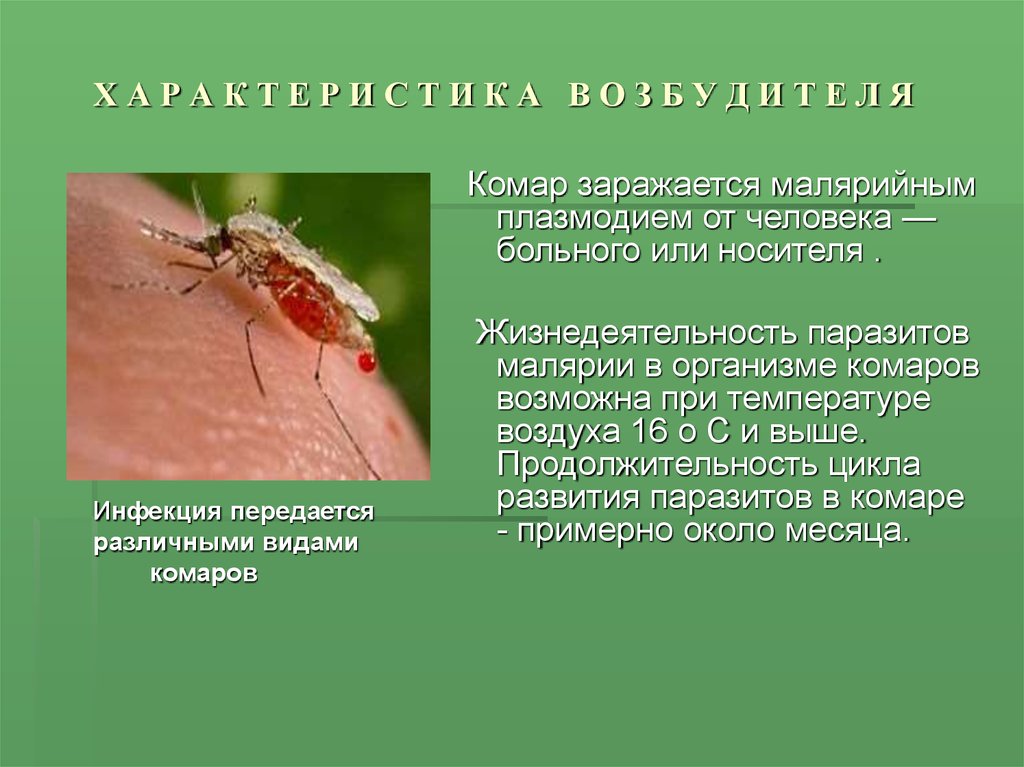 Возбудитель передается через укусы насекомых. Малярийный комар распространение заболевания. Комар зараженный малярией. Заболевания передающиеся комарами.