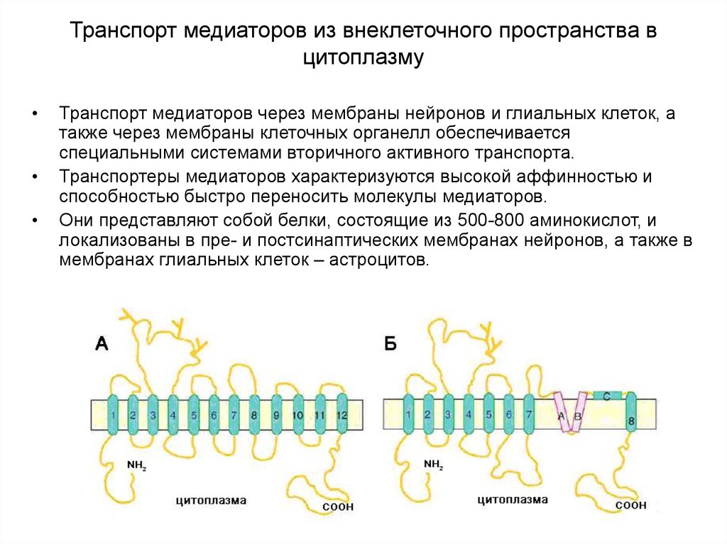 Транспорт белка происходит. Активный транспорт в мембранах органелл. Транспорт ионов кальция через мембрану. Вторичный активный транспорт. Активного транспорта белки транспортеры.