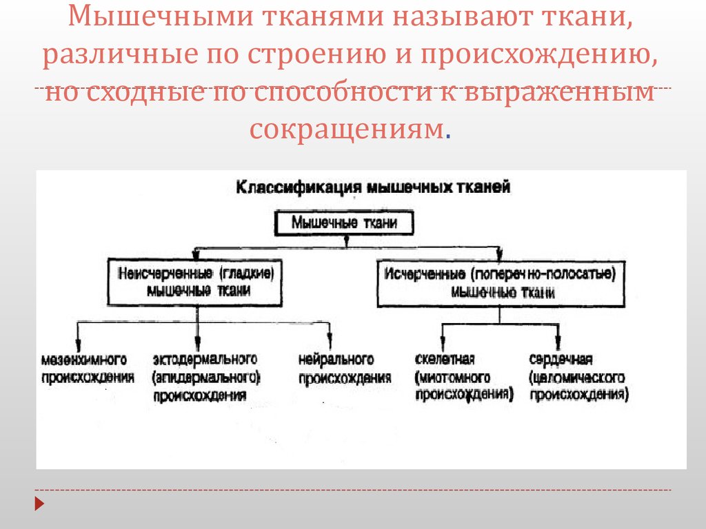 Клетки мышц называют