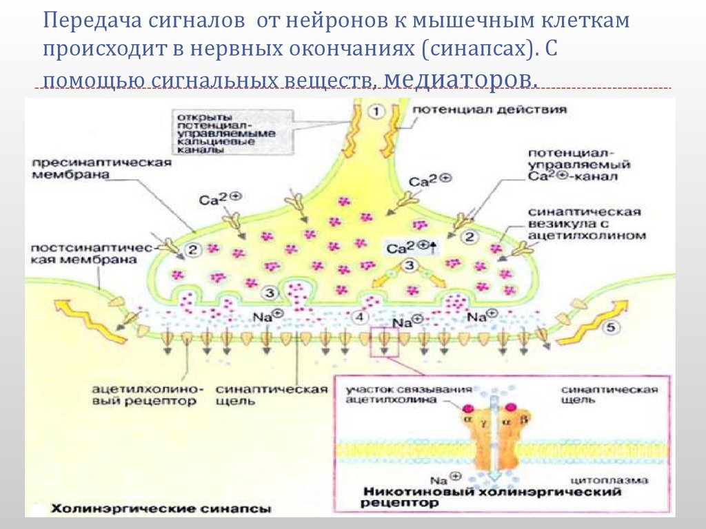 Синапсы синаптическая передача