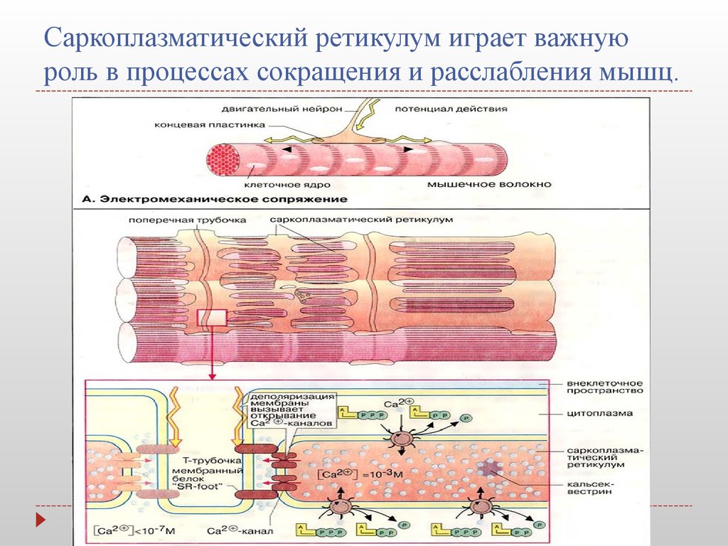 Гладкий саркоплазматический ретикулум исчерченных мышц обеспечивает. Строение саркоплазматического ретикулума мышечного волокна. Саркоплазматический ретикулум это в физиологии. Ретикулум мышечного волокна. Поперечные трубочки и саркоплазматический ретикулум.