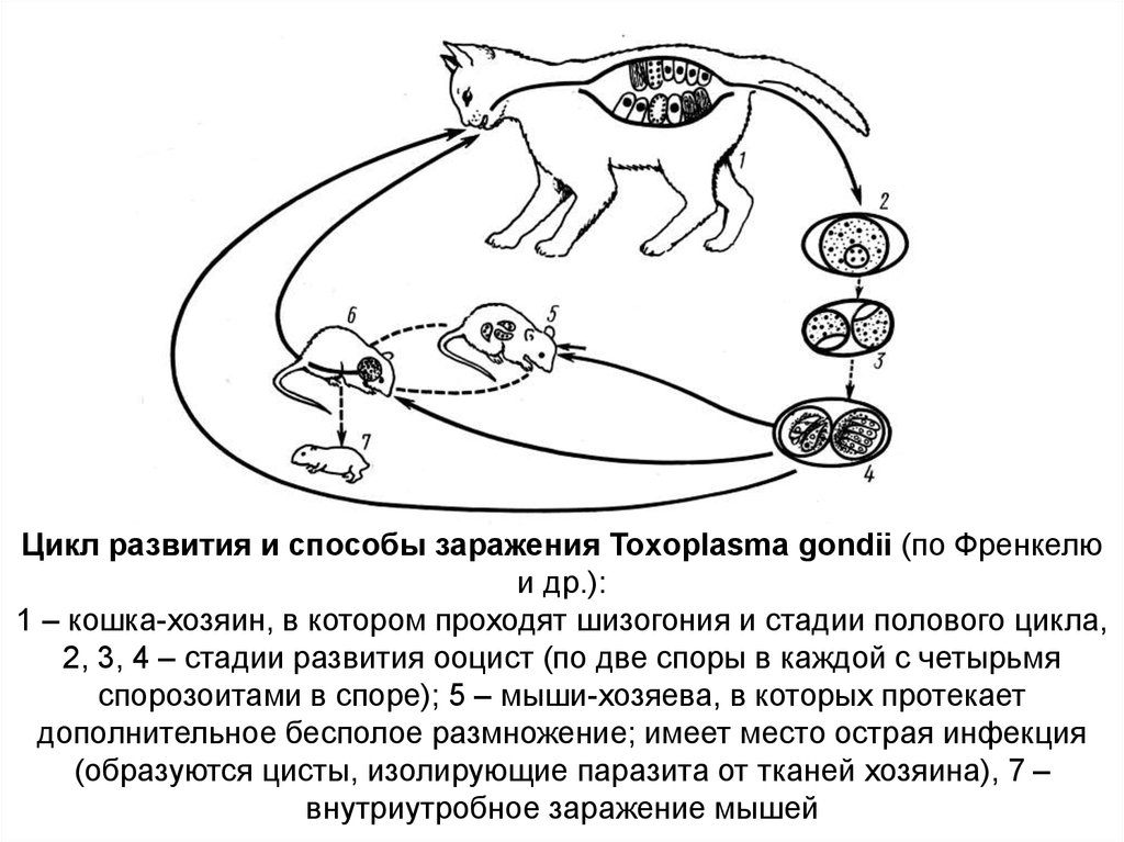 Может ли человек заразиться кошачьим сосальщиком. Токсоплазма жизненный цикл схема. Цикл развития токсоплазмы схема. Цикл развития токсоплазмы гондии. Цикл развития токсоплазма Гонди.