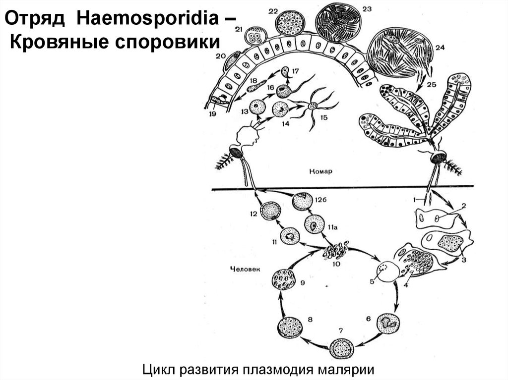 Цикл малярии. Цикл развития малярийного плазмодия схема. Рис схема цикла развития малярийного плазмодия. Жизненный цикл малярийного плазмодия схема. Стадии жизненного цикла малярийного плазмодия.
