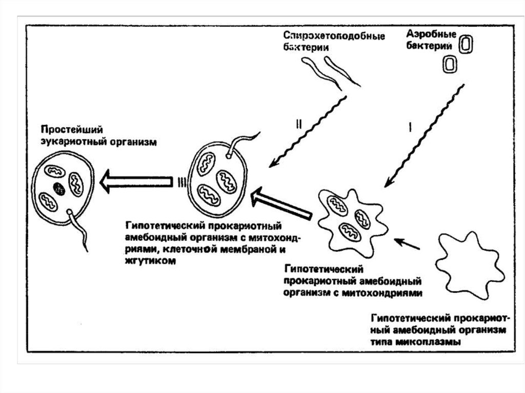 Амебоидная реакция иммунология рисунок. Жизненный цикл трихоплакса. Апикомплекс схема. Амебоидная организация грибов.