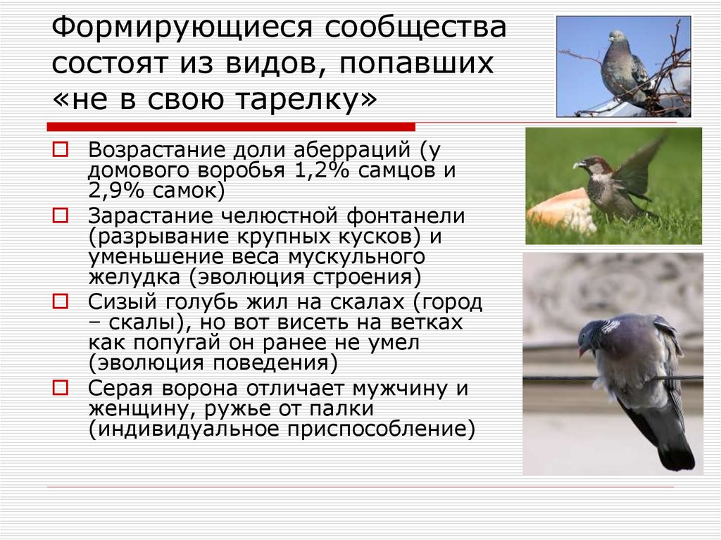 Вид попал. Приспособление птиц в городе. Как образуются сообщества.