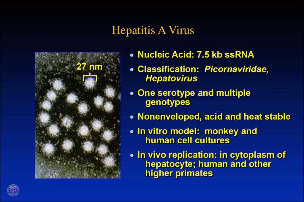 Гепатит б микробиология презентация