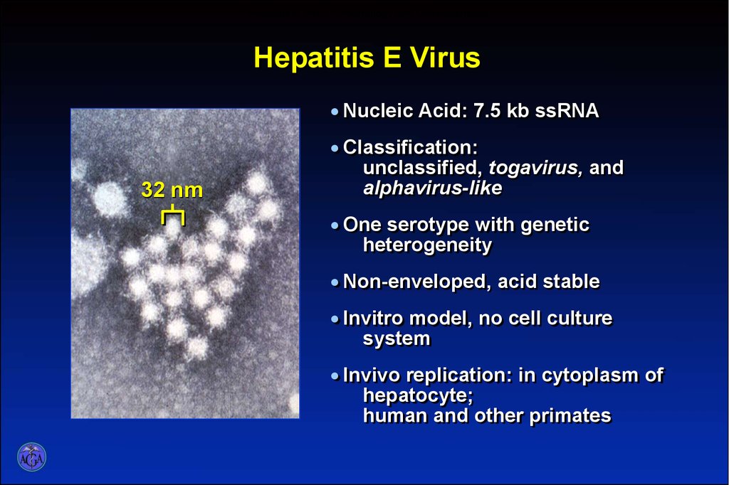 Hepatitis E Virus: Morphology and Characteristics