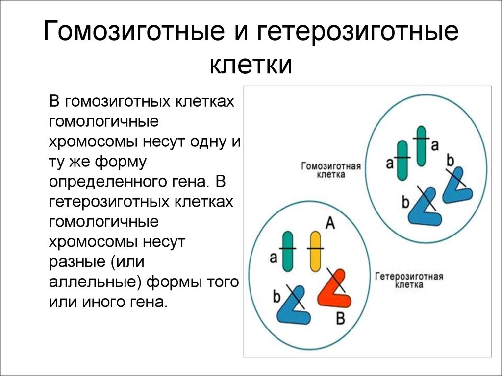 Гетерозигота что это