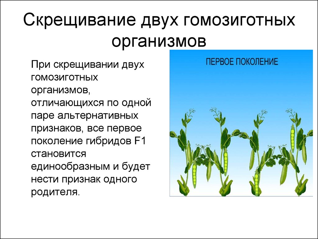 Поколений особей. При скрещивании двух гомозиготных организмов. Скрещивание двух организмов это. При скрещивании двух гомозиготных организмов различающихся. Скрещивание организмов отличающихся по одной паре.