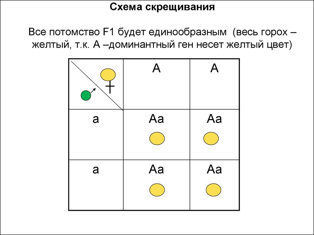 Запись схемы скрещивания