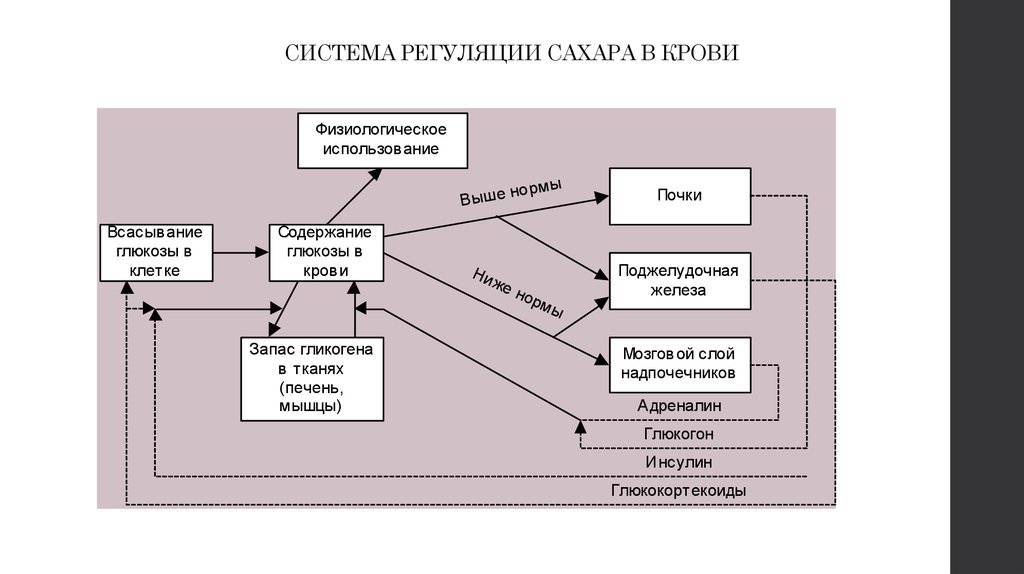 Функциональные системы организма презентация