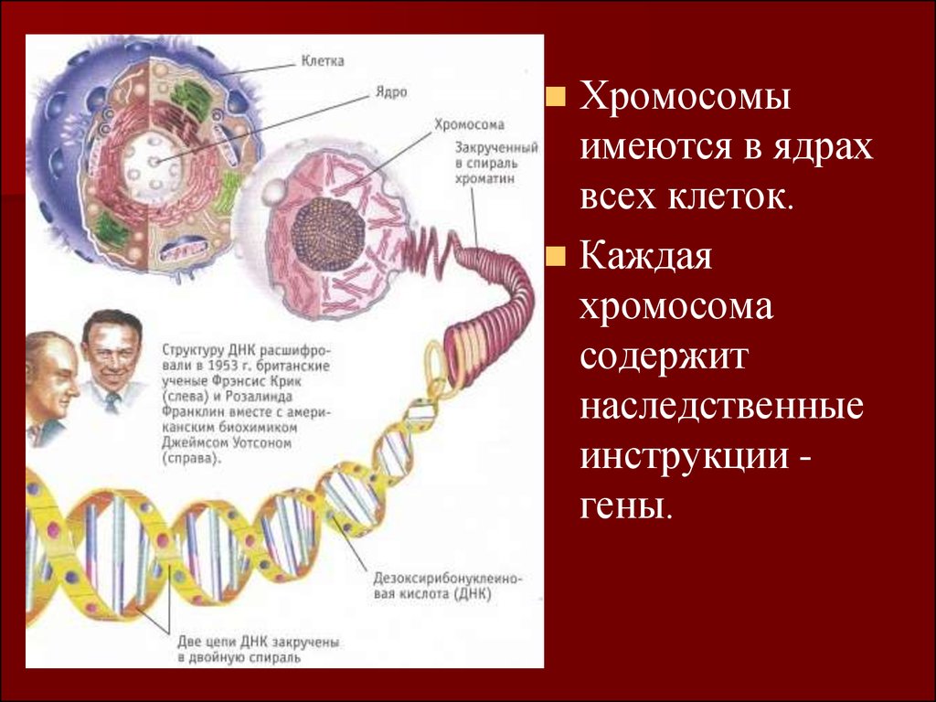 Структура и функции хромосом презентация