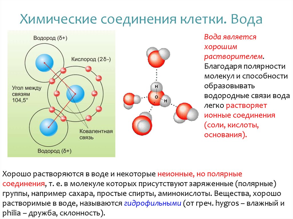 Химические соединения клетки. Химические соединения клетки вода. Химические вещества клетки вода. В химии соединяются клетки.