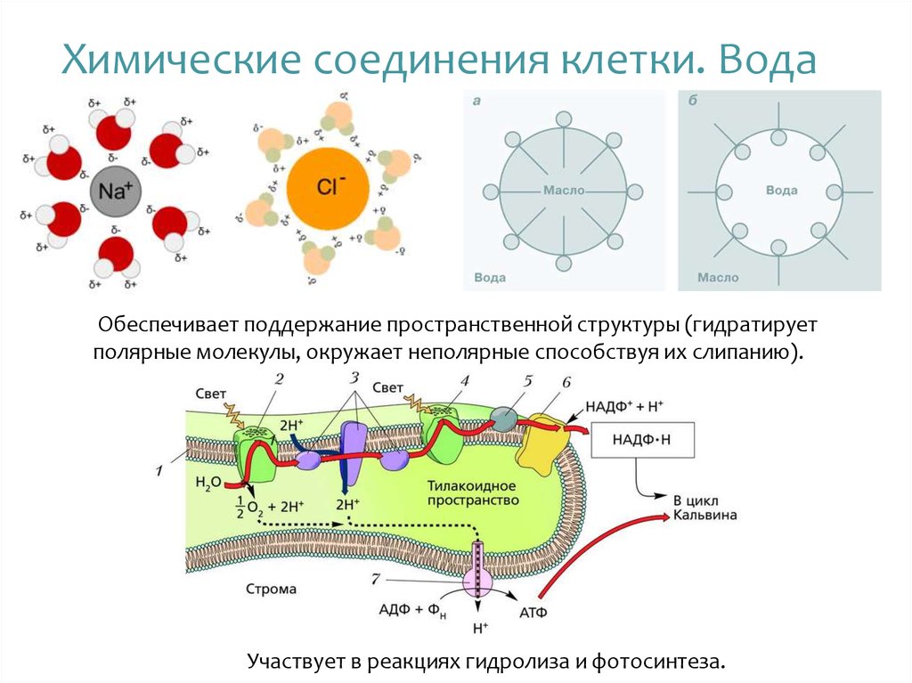 Вещество из клетки 7. Химические соединения клетки. Химические соединения клетки вода. Хим соед клетки.