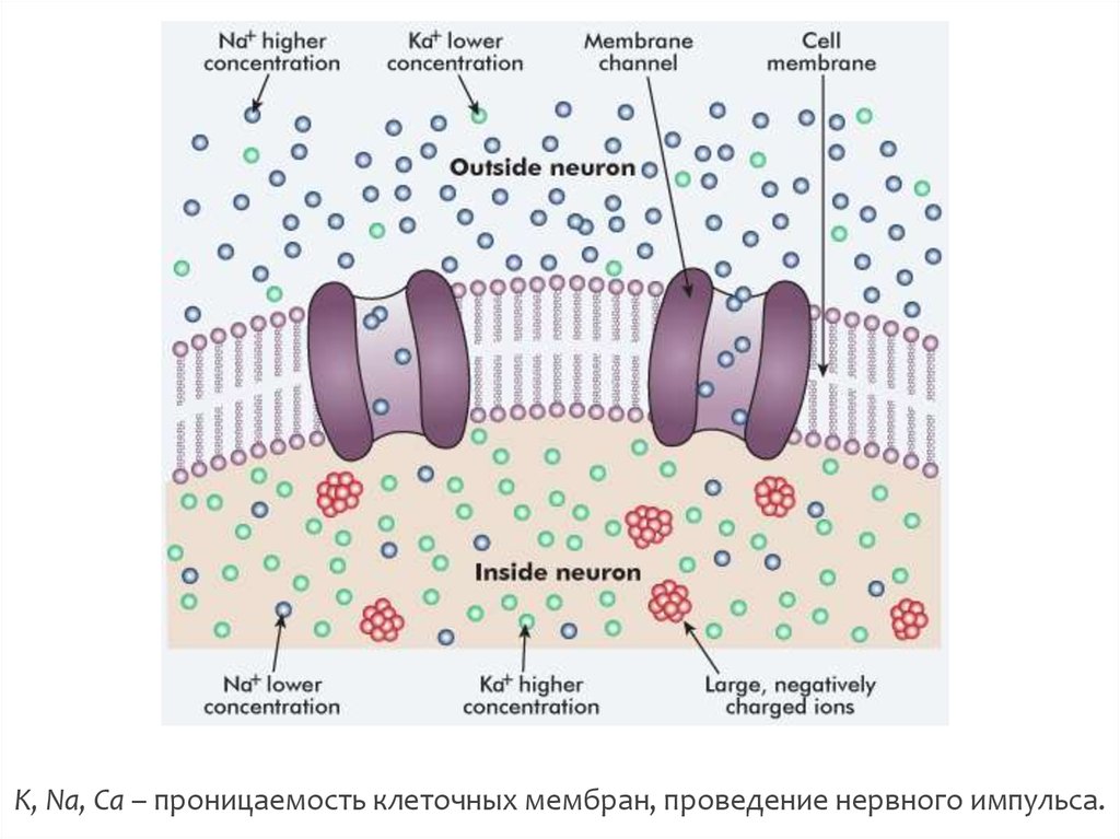 Проницаемость мембраны. Проницаемость мембраны клетки. Нарушение проницаемости мембран клеток. Повышение проницаемости мембран. Ионная проницаемость клеточной мембраны.