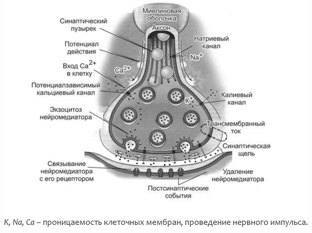 Схема строения межнейронного синапса