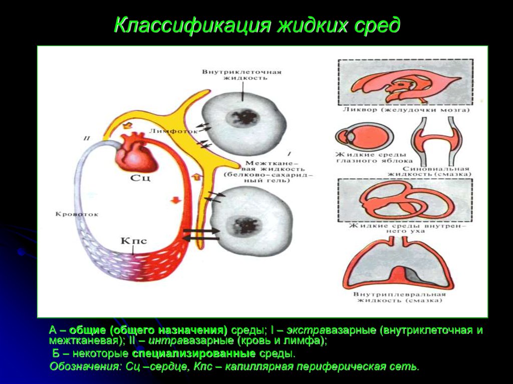 Гомеостаз презентация анатомия