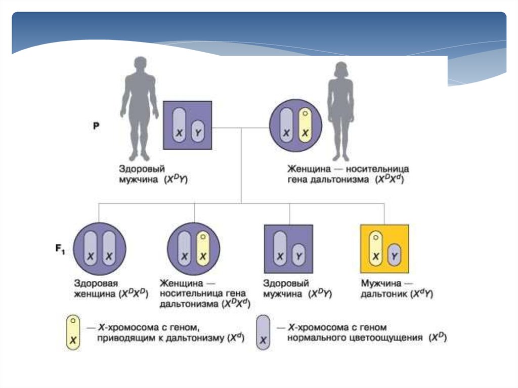 Дальтонизм сцеплен с хромосомой. Схема наследования Гена гемофилии. Схема наследования хромосомных заболеваний. Схема наследования гемофилии ген. Схема наследования дальтонизма у человека.