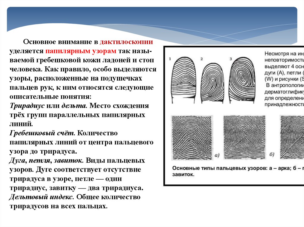 Дактилоскопия получить