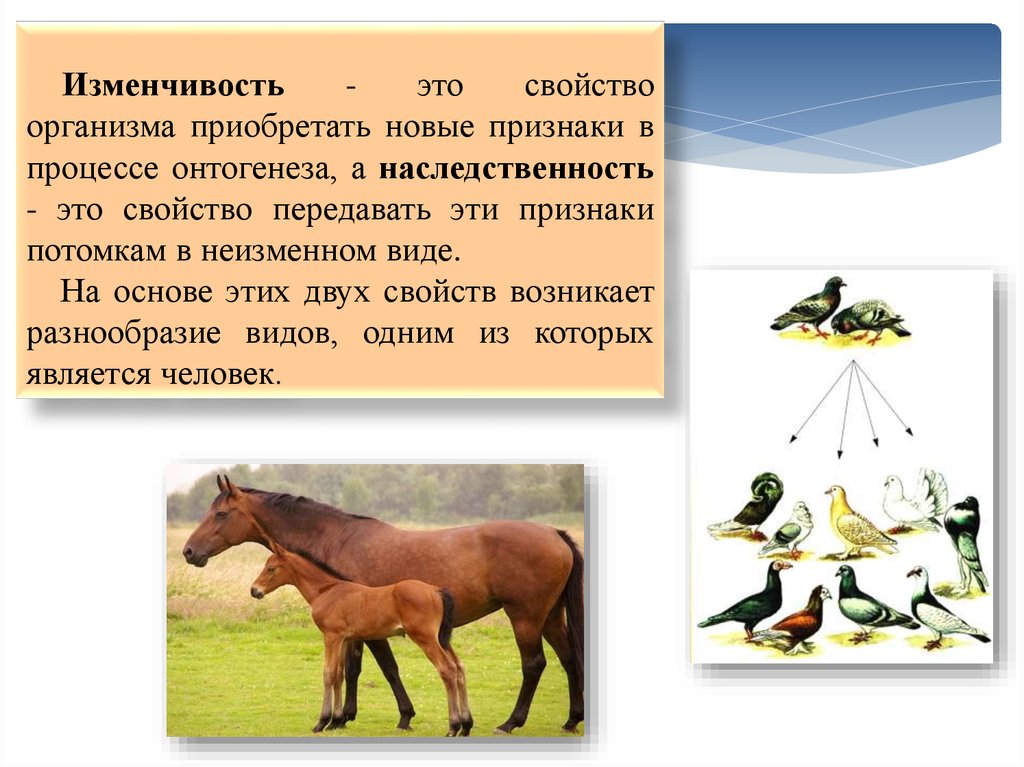 Приобретать новые признаки. Изменчивость общее свойство организмов. Свойство организма приобретать новые признаки в процессе. Свойство организма приобретать новые признаки в процессе жизни. Общее свойство всех организмов приобретать новые признаки.