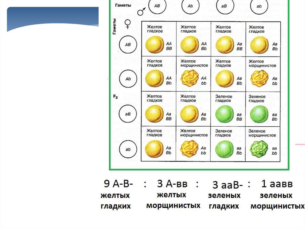 С чем скрещен желтый