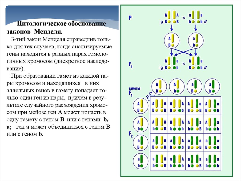 Закон чистоты гамет схема