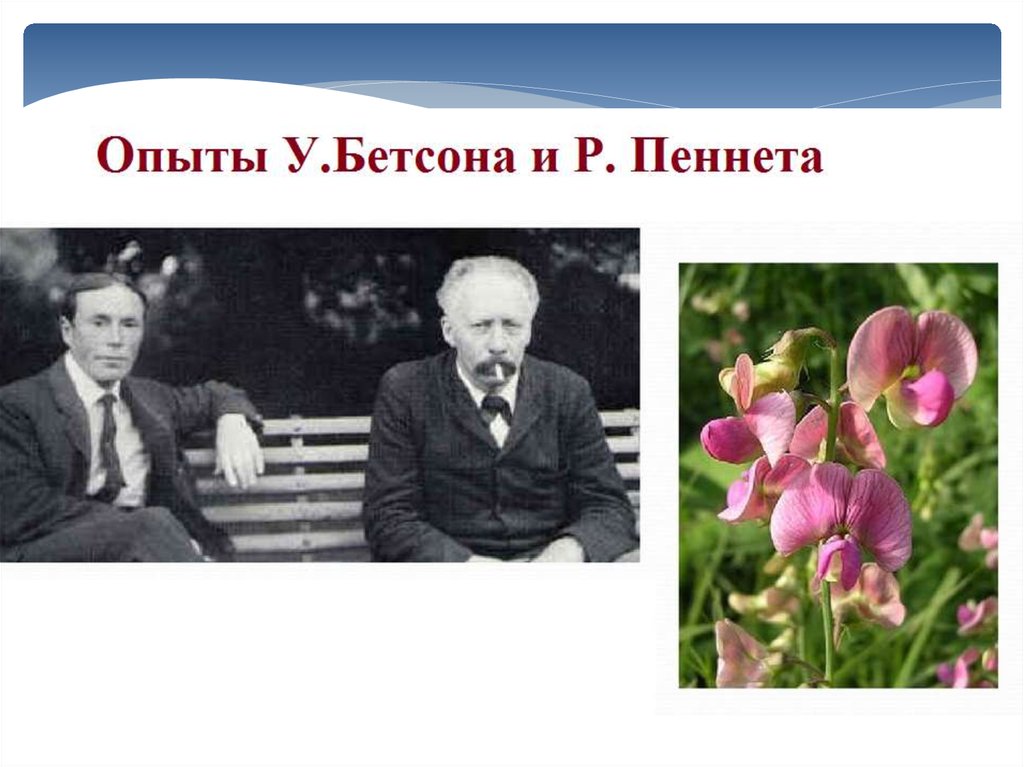 Селекционер скрестил растение. Бэтсон и Пеннет. У. Бэтсон и р. Пеннет. Реджинальд Пеннет. Опыты Бетсона и Пеннета.