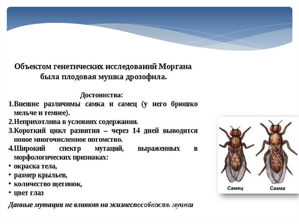 Признаки дрозофилы. Исследования Моргана. Объект генетических исследований Моргана это. Важный биологический объект генетических исследований Моргана. Плодовая мушка, как объект генетических исследований..