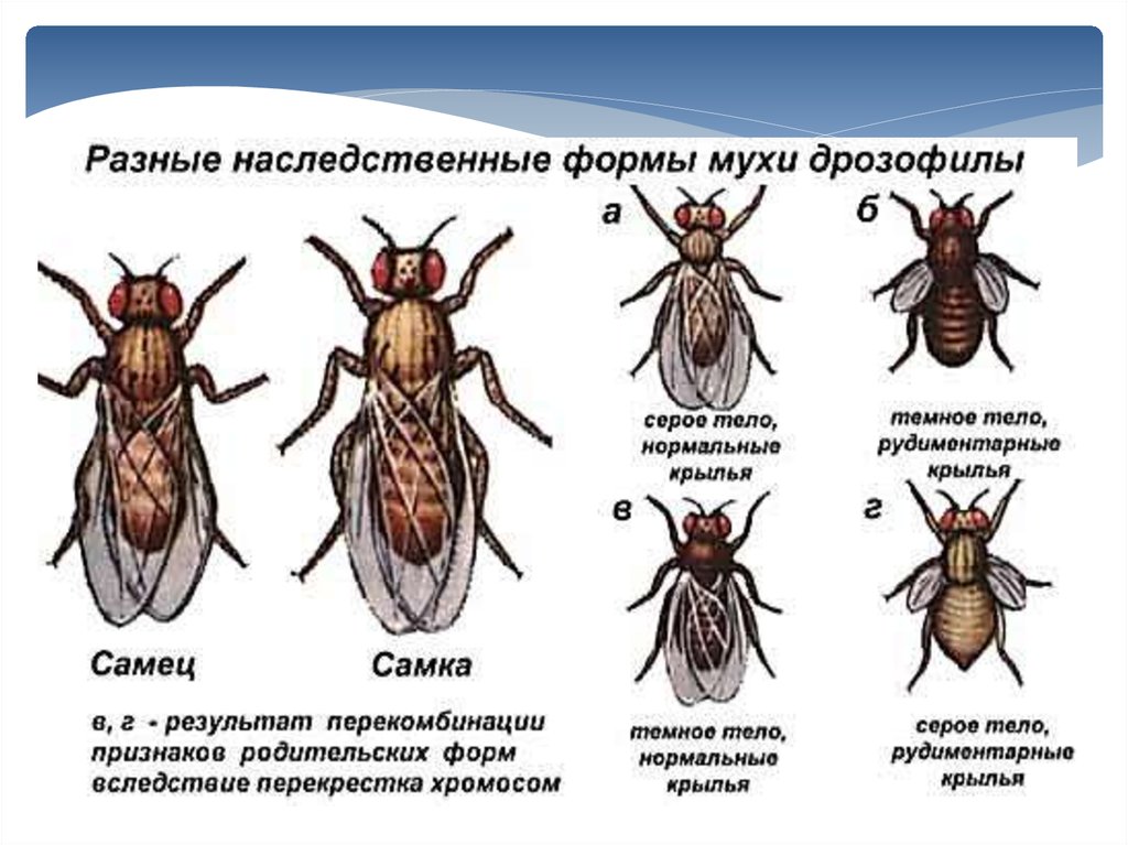 Схема скрещивания дрозофил