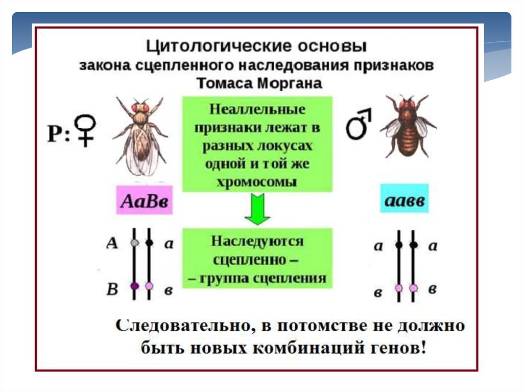 Сцепленное наследование генов презентация