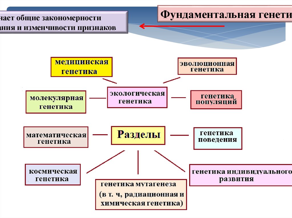 Разделы современной. Основные направления генетики. Основные разделы генетики. Основные разделы генетики человека. Разделы современной генетики.