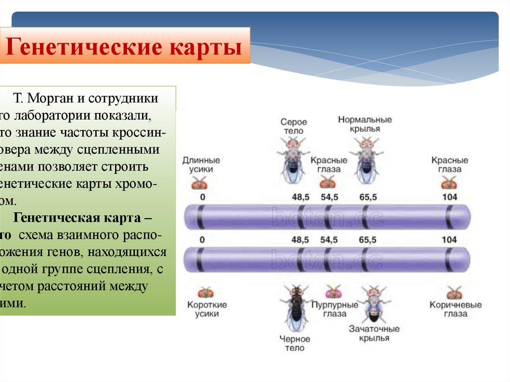 Что такое генетическая карта