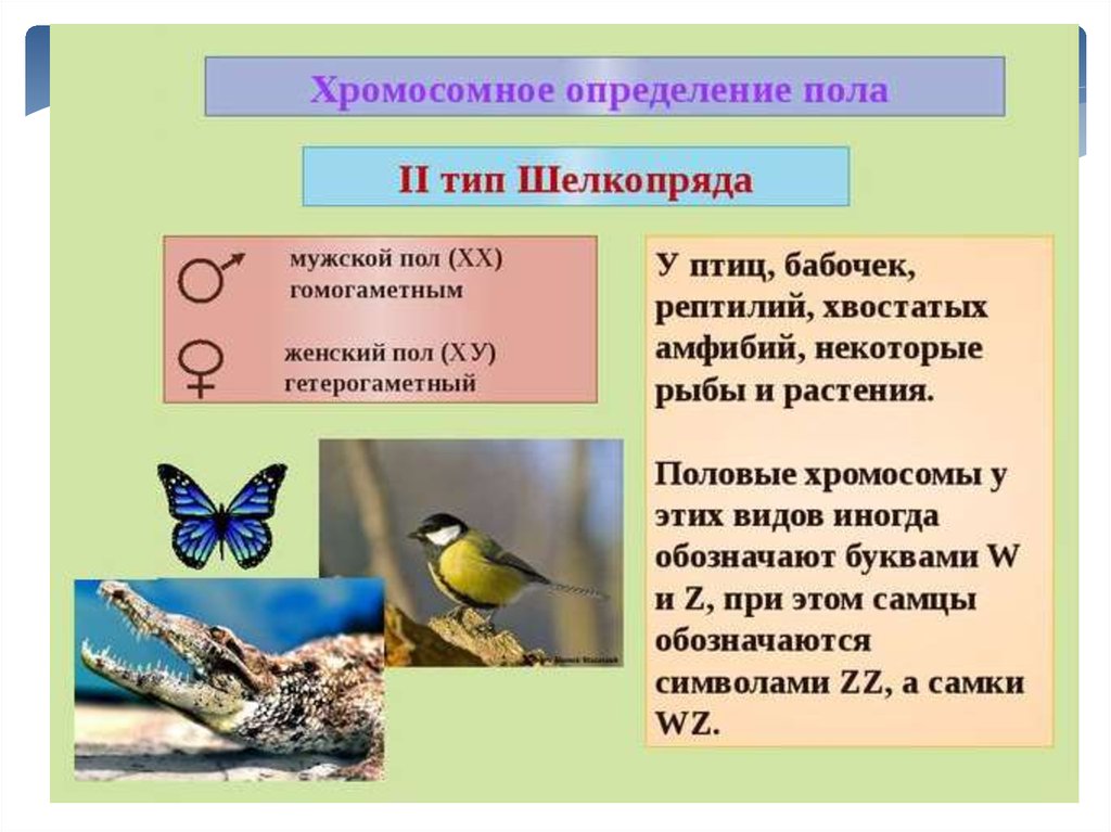 Пол у птиц. Определение пола у бабочек. Хромосомное определение пола. Хромосомное определение пола у птиц. Хромосомы определение пола.