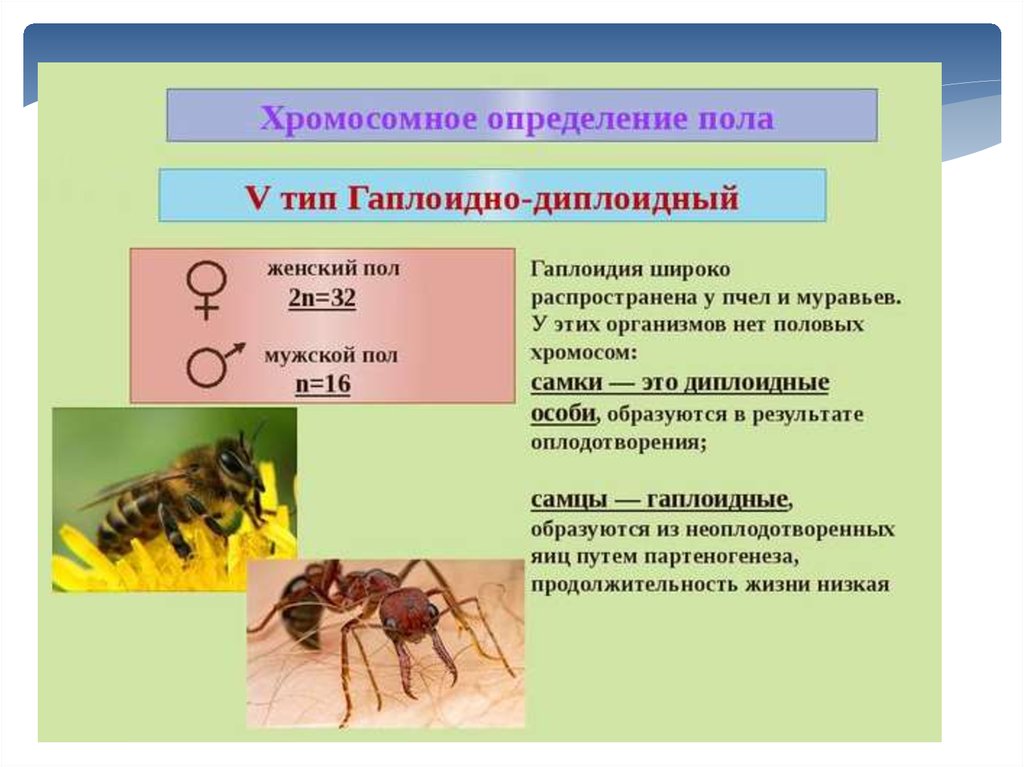 Женская и мужская особь. Типы хромосомного определения пола у пчел. Хромосомный Тип определения пола у пчел муравьев наездников. Трутни набор хромосом. Хромомсные определение пола.