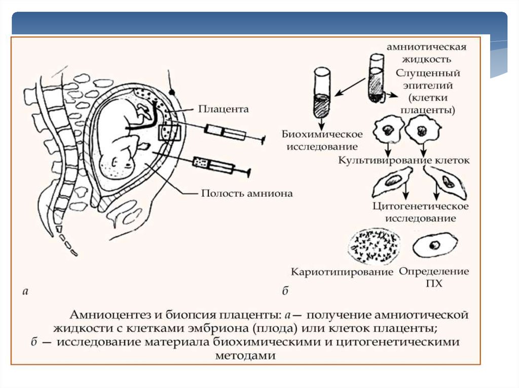 Исследование последов. Субарин. Cytogenetic method.