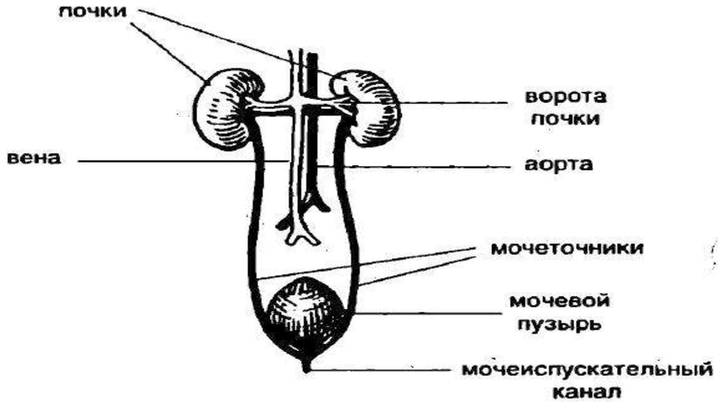 Почечная ножка