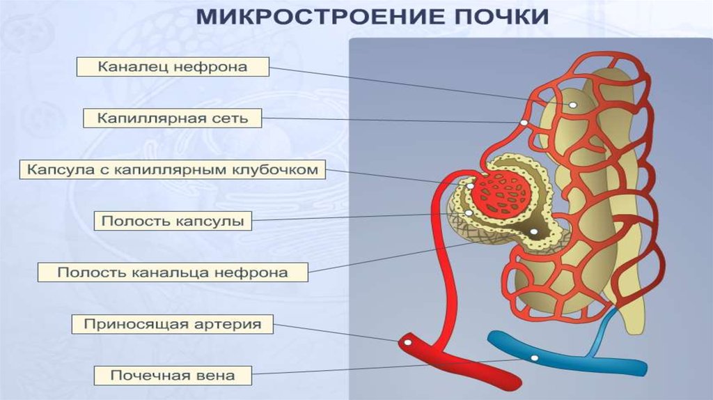 Микроскопическое строение почки схема