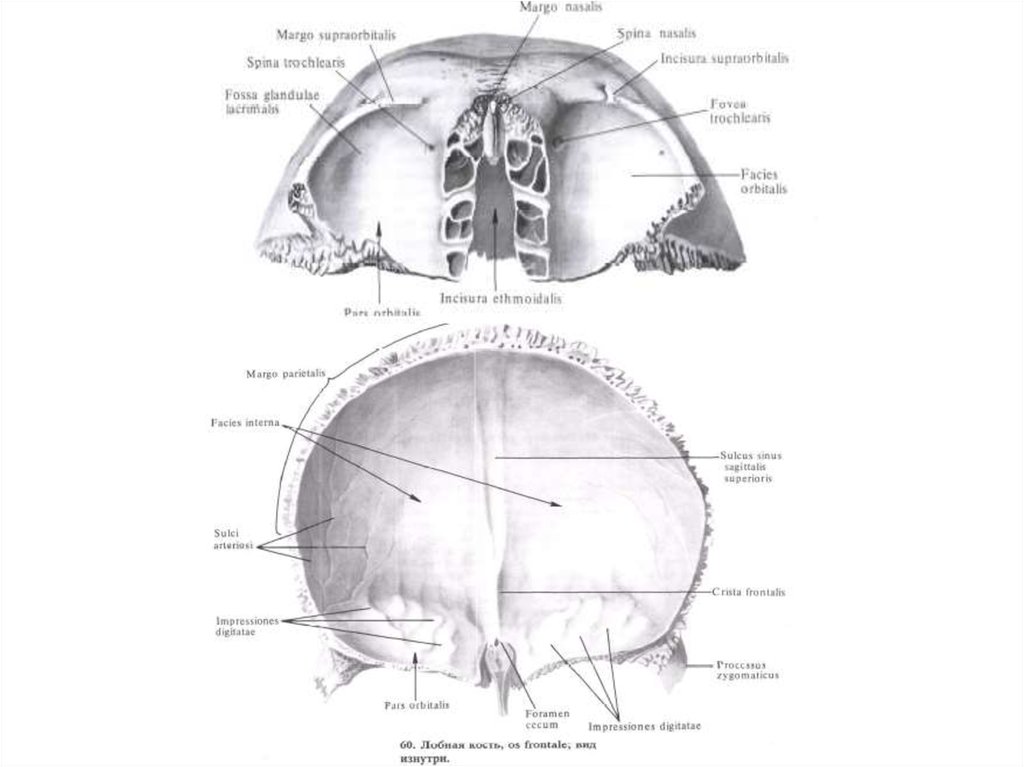 Лобная кость черепа. Строение лобной кости вид снизу. Лобная кость анатомия вид снизу. Spina trochlearis лобной кости. Лобная кость анатомия строение.