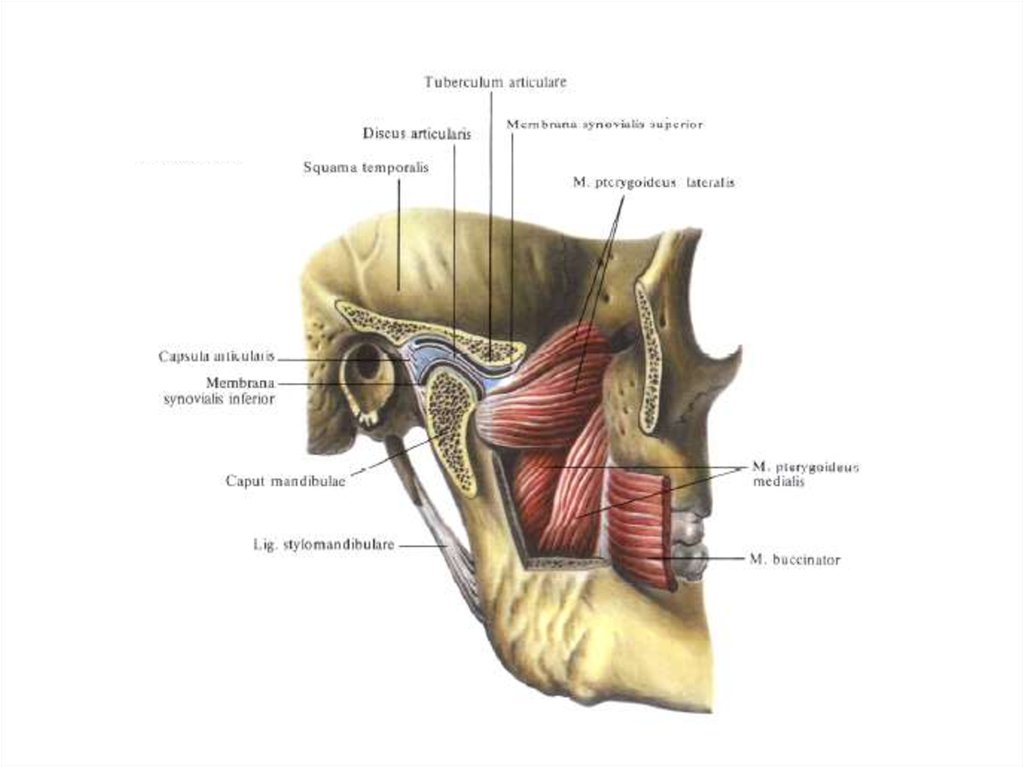 Соединение нижнечелюстной и височных костей. Строение височно челюстного сустава. Височно-нижнечелюстной сустав анатомия строение. Суставная ямка височно-нижнечелюстного сустава. Синовиальная мембрана височно нижнечелюстного сустава.