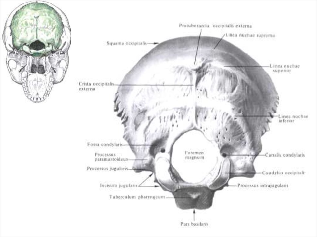 Затылочная кость черепа рисунок