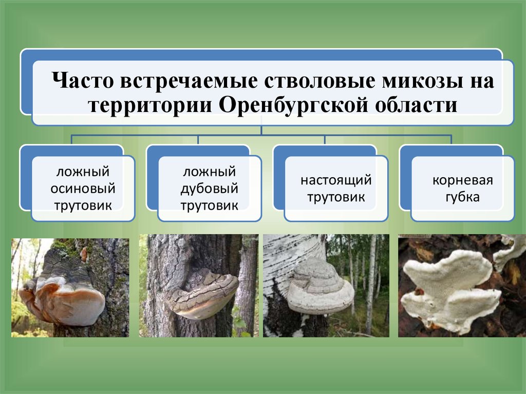 Болезни леса виды. Болезни человека вызываемые грибами. Дереворазрушающие грибы. Болезни леса фото и название. Дереворазрушающие грибы лесных экосистем.