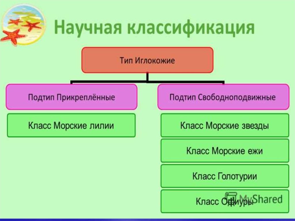 Научная классификация. Иглокожие классификация. Тип иглокожие классификация. Тип иглокожие систематика. Класс иглокожие систематика.