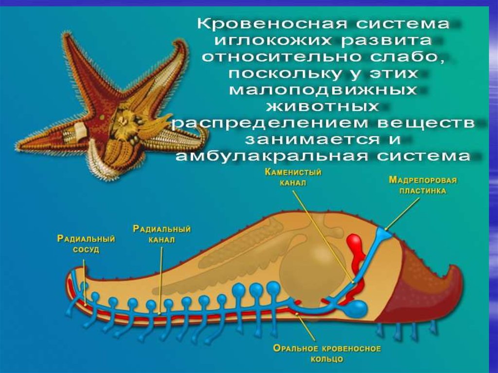 Строение морской. Пищеварительная система иглокожих. Амбулакральная система иглокожих. Дыхательная система иглокожих. Амбулакральная система морской звезды.