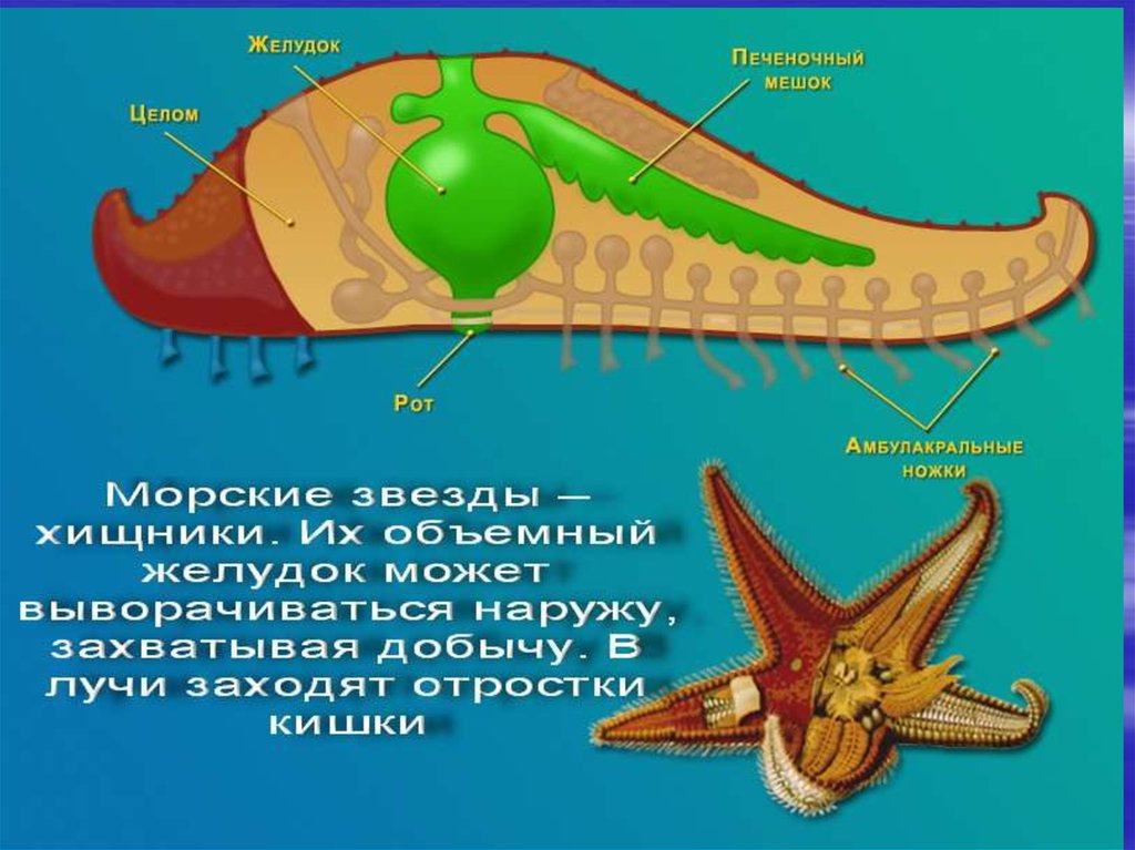 Схема строения амбулакральной системы иглокожих - 91 фото