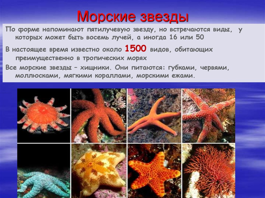 Классы иглокожих. Морская звезда описание. Рассказ о морской звезде. Доклад про морскую звезду. Загадка про морскую звезду детям.