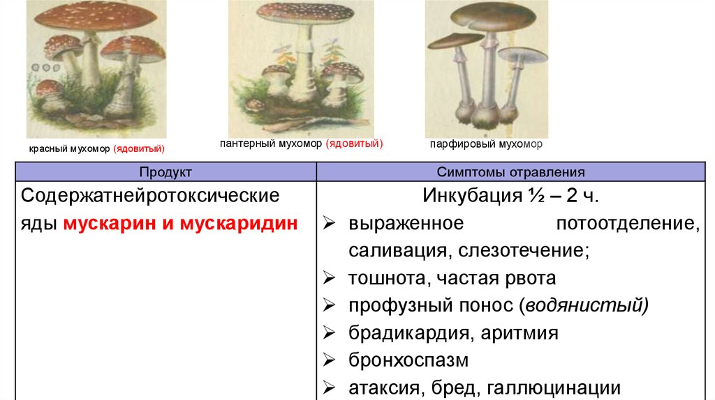 Какой тип питания характерен для мухомора пантерного изображенного на рисунке