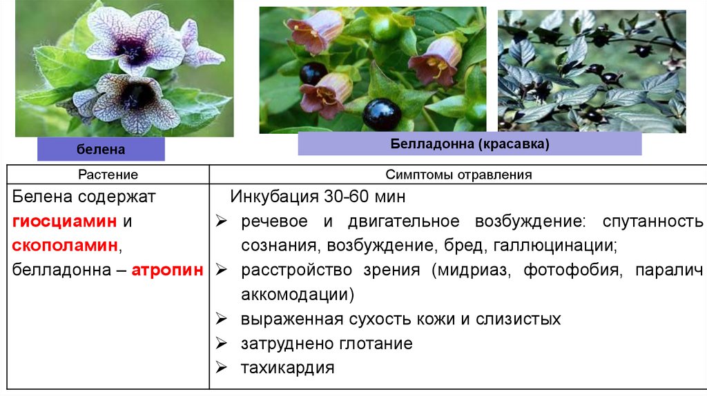 Белена отравление. Симптомы отравления белладонна (красавка). Белладонна растение симптомы отравления. Симптомы отравления ягодами красавки. Отравление ягодами красавки.