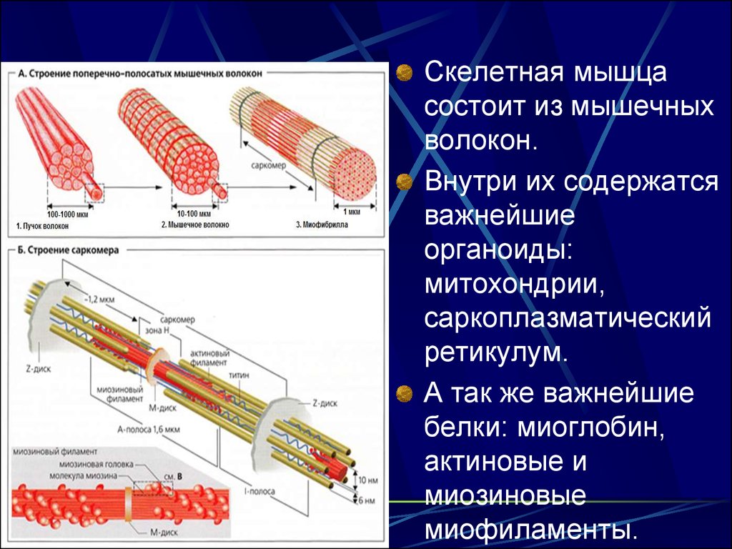 Гладкий саркоплазматический ретикулум исчерченных мышц обеспечивает. Саркоплазматический ретикулум мышечного волокна. Строение саркоплазматического ретикулума мышечного волокна. Саркоплазматический ретикулум это в физиологии. Саркоплазматисеский ретикул.