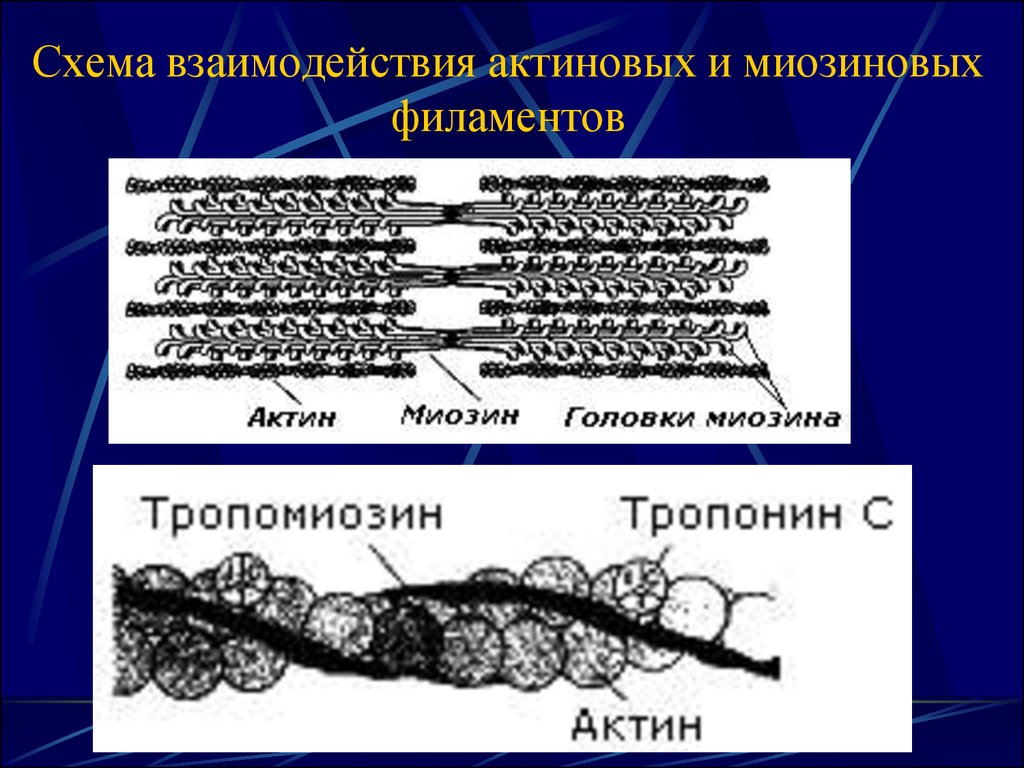 Схема взаимодействия актиновых и миозиновых филаментов